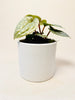 Anthurium luxurians 10.5cm - kuva 1