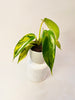 Philodendron ’Florida Beauty’ 6cm - kuva 3