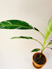 Musa ’Florida Variegata’ 12cm - kuva 3