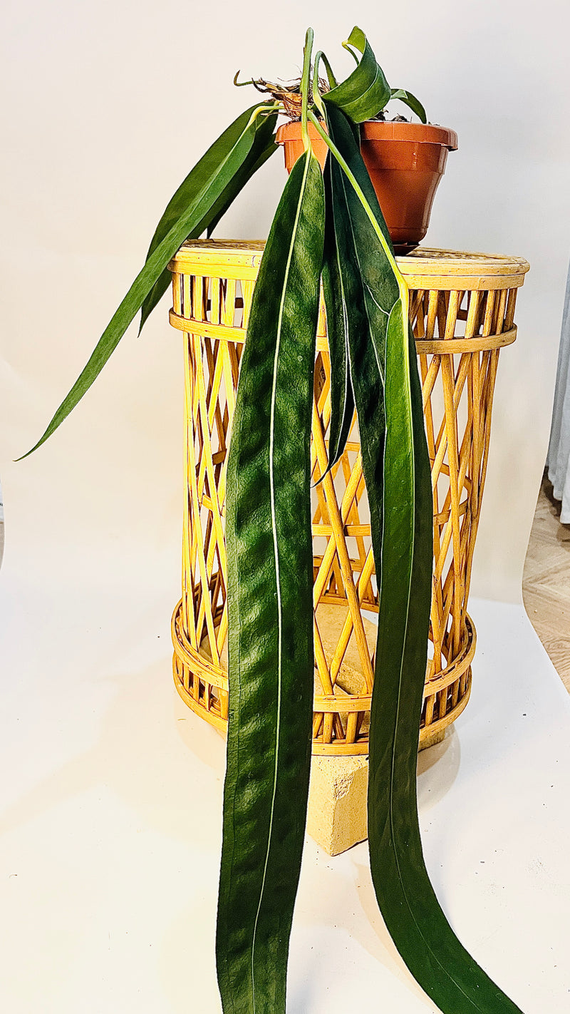 Anthurium wendlingeri 14cm pääkuva