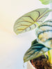 Alocasia 'Silver Dragon' 12cm - kuva 5