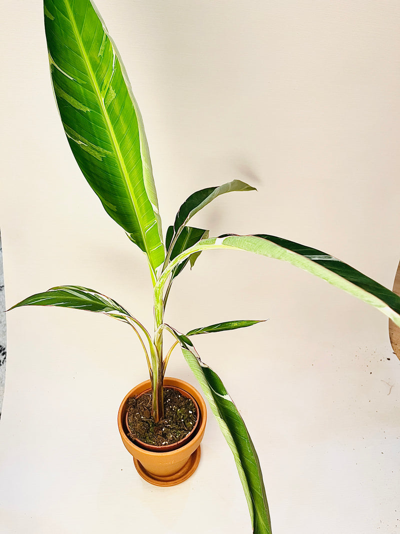 Musa ’Florida Variegata’ 12cm pääkuva