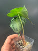 Alocasia ’Venom’ 8cm #2 - kuva 12