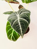 Alocasia 'Black Velvet' 12cm - kuva 4