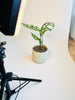 Monstera obliqua 'Peru' 12cm - kuva 5