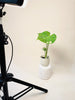 Monstera Thai Constellation 6cm - kuva 4