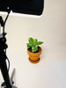 Syngonium Aurea 10.5cm - kuva 4