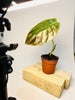 Alocasia cuprea 'Red Secret' 12cm - kuva 5