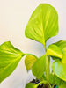 Homalomena 'Lemon Lime' 10.5cm - kuva 2