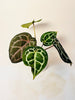 Anthurium 'Docblock Michelle' 10.5cm (#1) - kuva 8