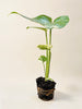 Monstera Thai Constellation 6cm - kuva 6