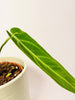 Anthurium warocqueanum 12cm II-laatu - kuva 2