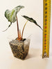 Alocasia ’Venom’ 8cm #2 - kuva 6