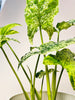 Syngonium ’Mottled’ 12cm - kuva 5