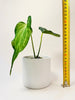 Anthurium ’Delta Force’ 9cm #1 - kuva 6