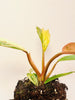 Philodendron 'Caramel Marble' 10.5cm - kuva 4