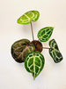 Anthurium 'Docblock Michelle' 10.5cm (#1) - kuva 2