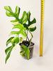 Rhaphidophora tetrasperma 'Variegata' 12cm - kuva 6