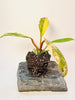 Philodendron 'Caramel Marble' 10.5cm - kuva 3