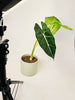 Alocasia micholitziana 'Frydek' 12cm - kuva 4