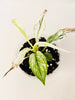 Spathiphyllum 'Sensation Variegata' 10.5cm - kuva 1