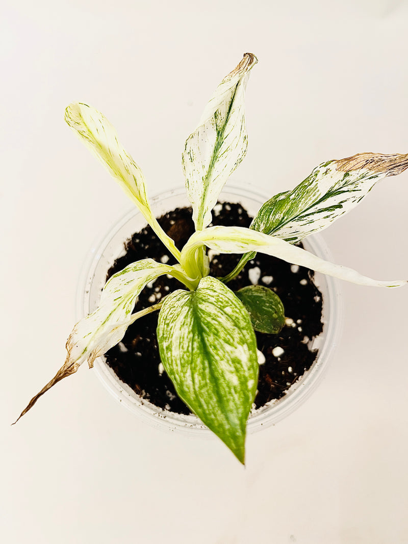 Spathiphyllum 'Sensation Variegata' 10.5cm pääkuva