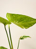 Monstera Thai Constellation 6cm - kuva 5