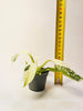 Philodendron ’Jose Buono’ 6cm - kuva 6
