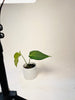 Anthurium ’Delta Force’ 9cm #1 - kuva 4