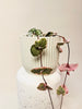Ceropegia woodii ’Variegata’ 6cm - kuva 3
