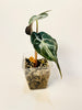 Alocasia ’Venom’ 8cm #2 - kuva 3