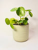 Pilea peperomioides 'Mojito' 13cm - kuva 1