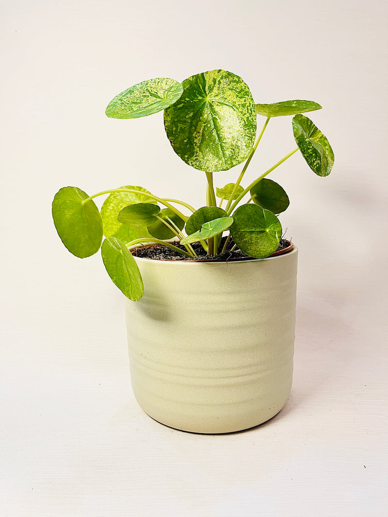 Pilea peperomioides 'Mojito' 13cm pääkuva