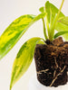 Philodendron ’Florida Beauty’ 6cm - kuva 4
