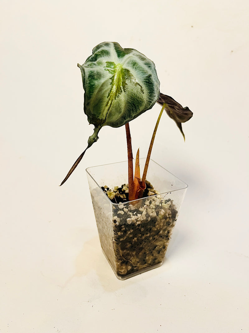 Alocasia ’Venom’ 8cm #2 pääkuva