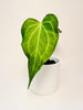 Anthurium ’Delta Force’ 9cm #1 - kuva 2
