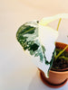Alocasia micholitziana 'Frydek Variegata' 10.5cm - kuva 2
