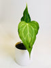 Anthurium ’Delta Force’ 9cm #2 - kuva 2