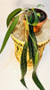 Anthurium wendlingeri 14cm - kuva 5