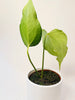 Anthurium ’Delta Force’ 9cm #2 - kuva 6