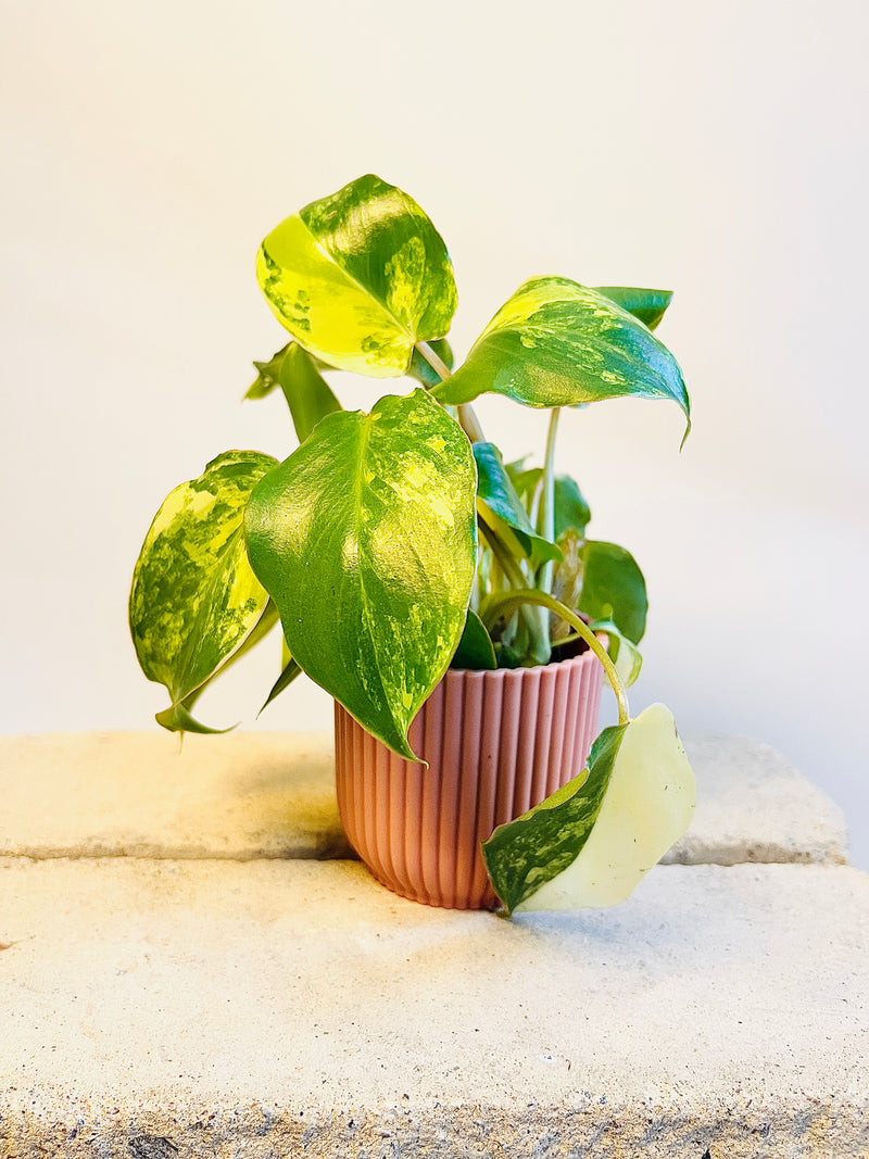 Philodendron burle-marxii 'Variegata' 6cm pääkuva
