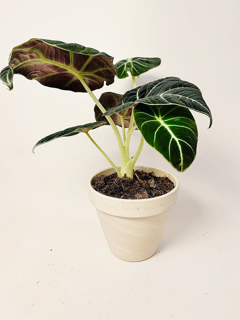 Alocasia 'Black Velvet' 12cm pääkuva