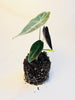 Alocasia Longiloba 'Purple' 10,5cm (II-laatu) - kuva 1