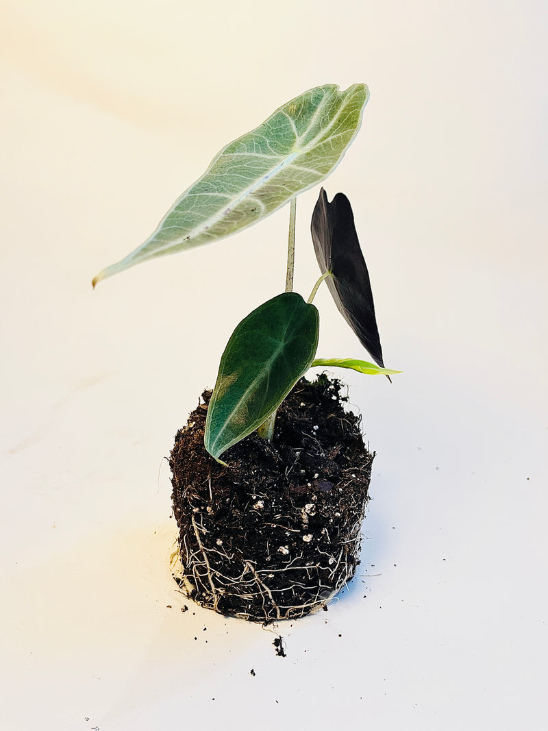 Alocasia Longiloba 'Purple' 10,5cm (II-laatu) pääkuva