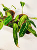 Anthurium warocqueanum 12cm II-laatu - kuva 7