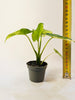 Alocasia macrorrhizos 'Aurea Variegata' 6cm - kuva 6