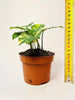 Syngonium Aurea 10.5cm - kuva 6