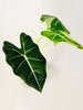 Alocasia micholitziana 'Frydek' 12cm - kuva 3
