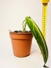 Anthurium warocqueanum 12cm II-laatu - kuva 6