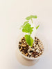 Alocasia Okinawa Silver Variegata 9cm #1 - kuva 2
